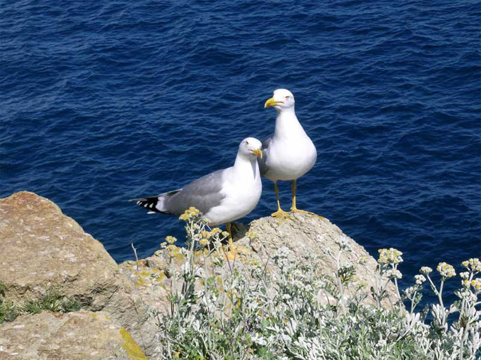 vacanze a vela Isola d'Elba